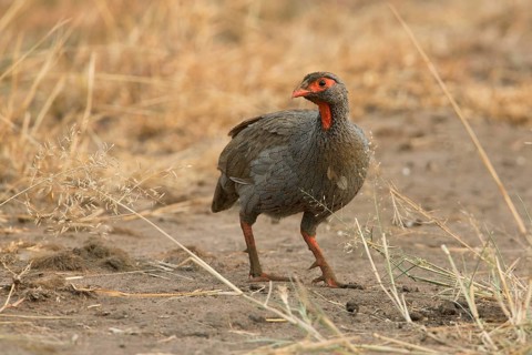 Red-necked Spurfowl (Pternistis afer), Uganda, Africa