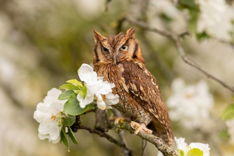 Tropical Screech Owl (Megascops choliba) captive, Germany, Europe