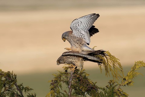 Common Kestrel (Falco tinnunculus) pair mating, Saxony, Germany, Europe