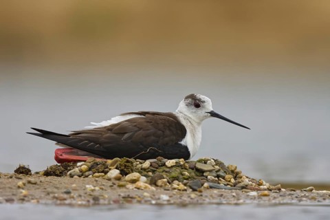 Black-winged Stilt (Himantopus himantopus) female on nest, North Rhine-Westphalia, Germany, Europe