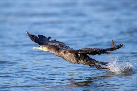 Great Cormorant (Phalacrocorax carbo) taking flight, Andalusia, Spain, Europe