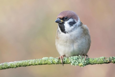 Eurasian Tree Sparrow (Passer montanus) perched on a branch, Lower Saxony, Germany, Europe