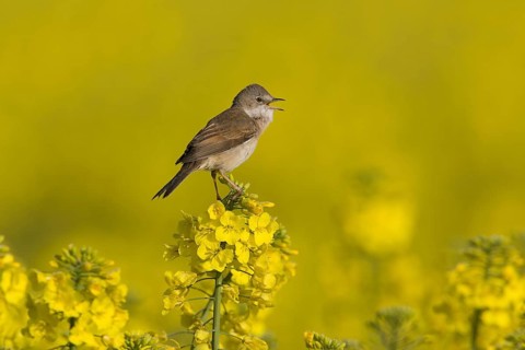Common Whitethroat (Sylvia communis) singing, Lower Saxony, Germany, Europe