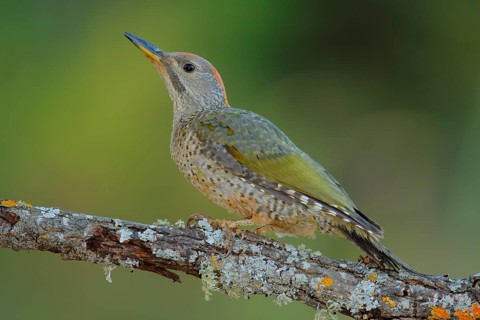 European Green Woodpecker (Picus viridis) juvenile female, Andalusia, Spain, Europe