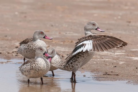 Cape Teal (Anas capensis), Northern Cape, South Africa, Africa
