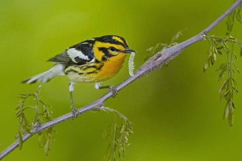 Blackburnian Warbler (Setophaga fusca) male, Ontario, Canada, North America