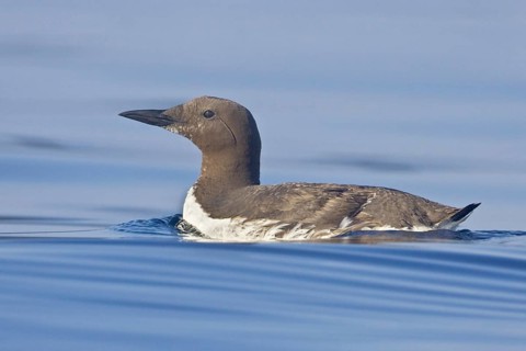 Common Murre (Uria aalge), Newfoundland, Canada, North America