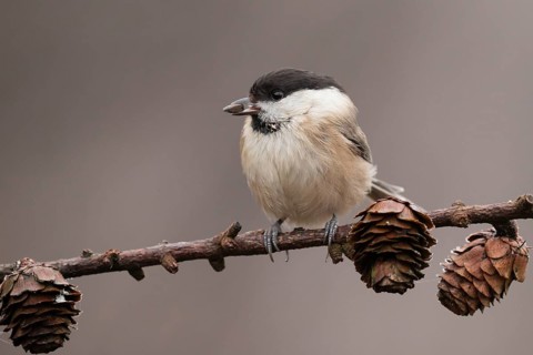 Willow Tit (Poecile montanus) perched on a branch, Lower Saxony, Germany, Europe