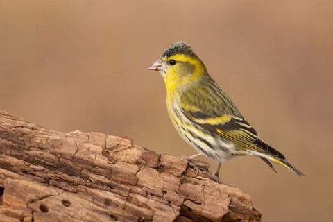 Eurasian Siskin (Spinus spinus) male, Lower Saxony, Germany, Europe