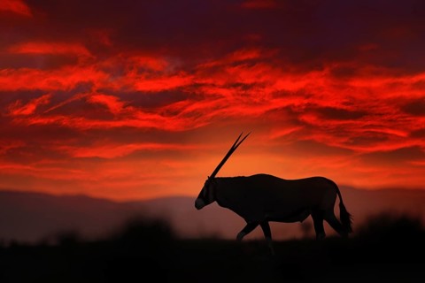 Oryx with orange sand dune evening sunset. Gemsbock large antelope in nature habitat, Sossusvlei,