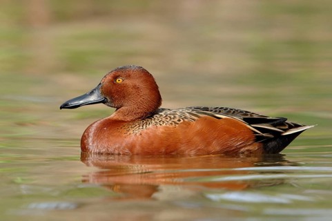 Cinnamon Teal (Spatula cyanoptera) male, Texas, USA, North America
