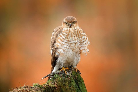 Sparrowhawk, Accipiter nisus, sitting green tree trunk in the forest with caught little songbird.