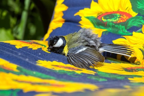 Great Tit (Parus major) sunbathing in garden chair, Mecklenburg-Western Pomerania, Germany, Europe