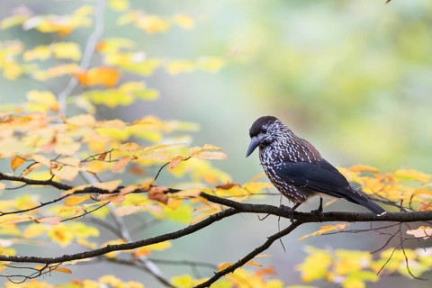 Nutcracker - Tannenhäher - Nucifraga caryocatactes ssp. caryocatactes, Germany, adult, Europe