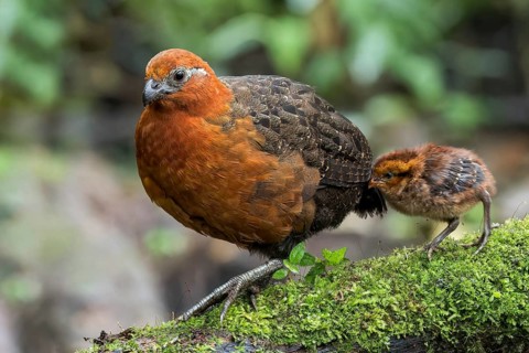 Chestnut Wood-quail (Odontophorus hyperythrus) perched on a branch in Colombia, South America