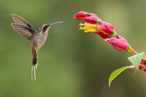 Scale-throated Hermit (Phaethornis eurynome) feeding at a flower in the Atlantic Rainforest of