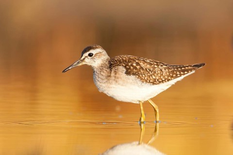 Wood Sandpiper (Tringa glareola), Greece, Europe