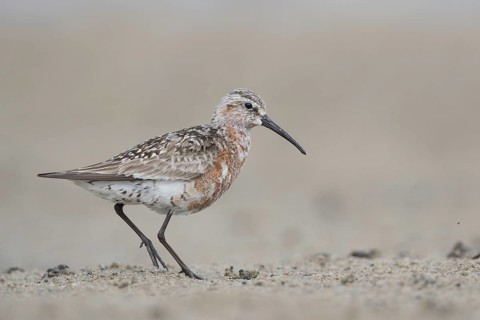 Curlew Sandpiper (Calidris ferruginea) foraging, Mecklenburg-Western Pomerania, Germany, Europe