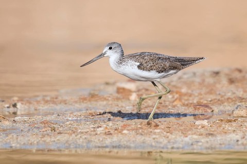 Common Greenshank (Tringa nebularia) foraging, Eilat, Israel, Asia