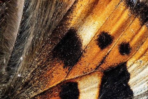 Close-up of a wing of a butterfly, Small tortoiseshell (Aglais urticae, Nymphalis urticae), macro