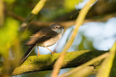 A common whitethroat (Sylvia communis) sitting on a branch covered with green leaves in the