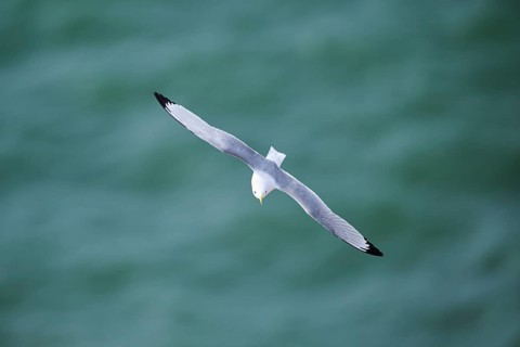 Common gull or sea mew (Larus canus) flying over the sea, wildlife, Helgoland, Germany, Europe
