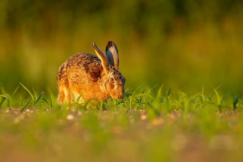 European brown hare (Lepus europaeus) adult animal feeding in a farmland maize field in summer,