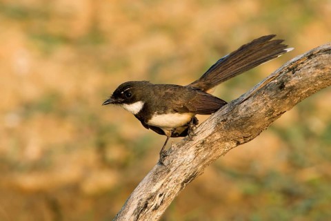 Malaysian Pied Fantail (Rhipidura javanica) perched on a branch, Kaeng Krachan, Thailand, Asia