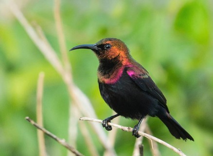 Copper Sunbird (Cinnyris cupreus), Uganda, Africa