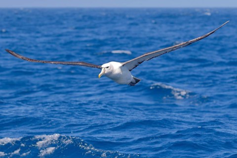 Shy Albatross (Thalassarche cauta) flying, Victoria, Australia, Oceania