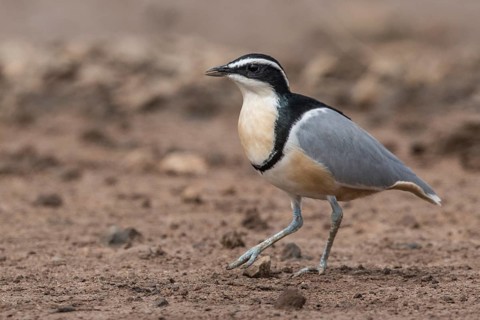 Egyptian Plover (Pluvianus aegyptius), Gambia, Africa