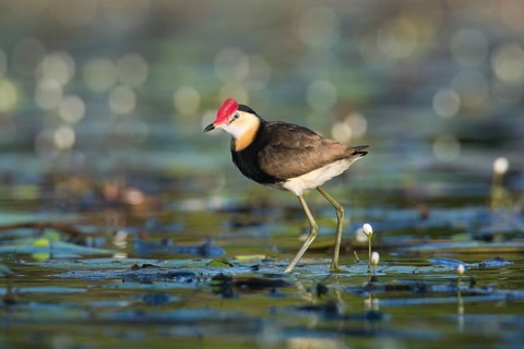 Comb-crested Jacana (Irediparra gallinacea), Queensland, Australia, Oceania