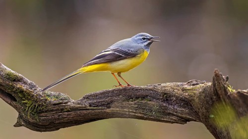 Grey Wagtail (Motacilla cinerea) male singing, Saxony-Anhalt, Germany, Europe