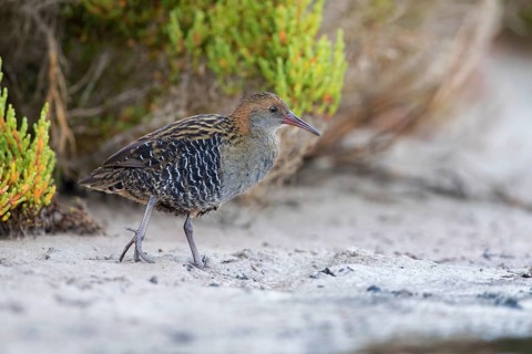 Lewin's Rail (Lewinia pectoralis) male, Victoria, Australia, Oceania