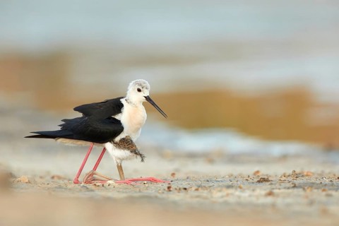 Black-winged Stilt (Himantopus himantopus) with chick, Spain, Europe