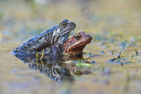 Grasfrosch (Rana temporaria) Grass Frog