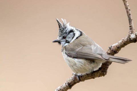 European Crested Tit (Lophophanes cristatus) perched on a branch, Bialowieza National Park, Poland,