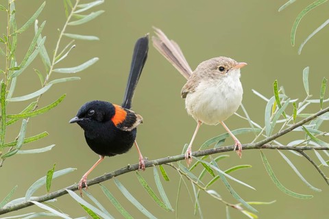 Red-backed Fairywren (Malurus melanocephalus) perched on a branch in eastern Australia