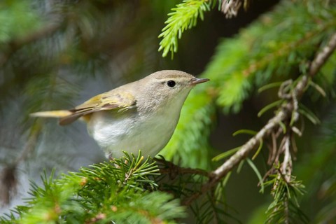 Western Bonelli's Warbler (Phylloscopus bonelli), Bavaria, Germany, Europe