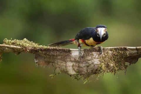 Collared Aracari (Pteroglossus torquatus), Costa Rica, Central America