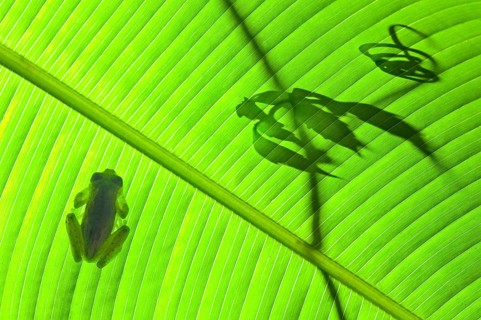 An emerald glass frog on a Calathea leaf with vine tendril silhouette