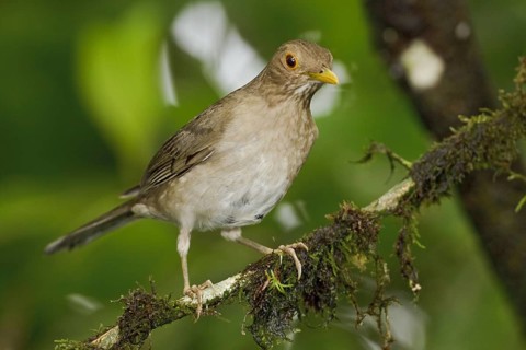 Ecuadorian Thrush (Turdus maculirostris), Ecuador, South America