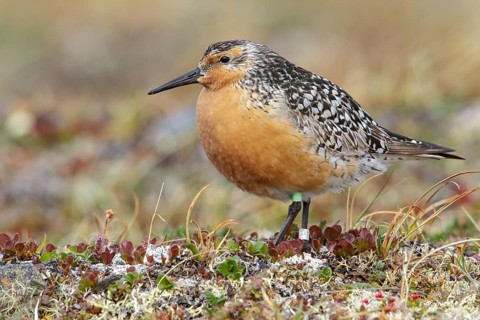 Red Knot (Calidris canutus) perched on the tundra in Nome, Alaska