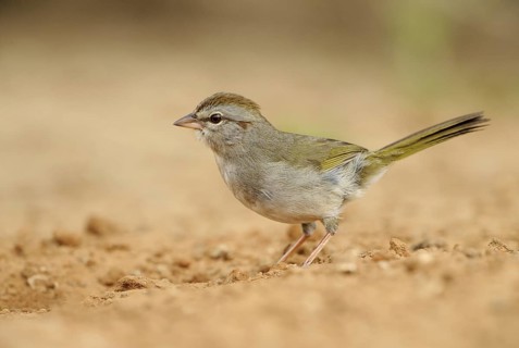 Olive Sparrow (Arremonops rufivirgatus), Texas, USA, North America
