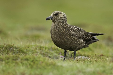 Great Skua (Stercorarius skua), Iceland, Europe