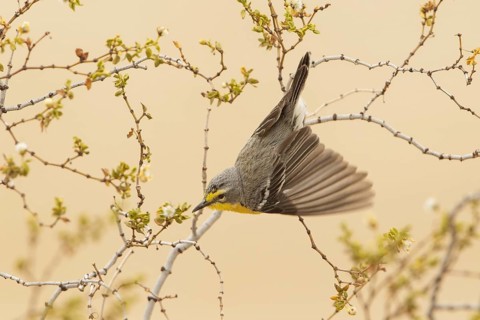 Grace's Warbler (Setophaga graciae) female, California, USA, North America