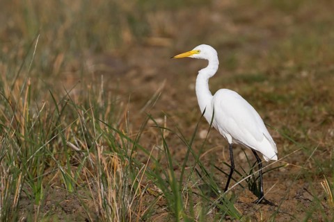 Intermediate Egret (Ardea intermedia), Oman, Asia
