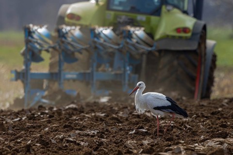 White Stork (Ciconia ciconia) foraging in freshly plowed field, North Rhine-Westphalia, Germany,