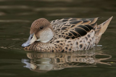 Yellow-billed Pintail (Anas georgica) female, Arizona, USA, North America