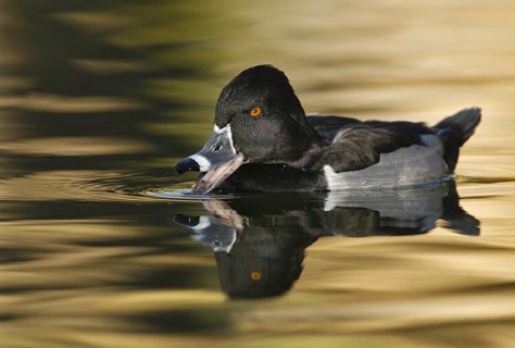 Ring-necked Duck (Aythya collaris) male, Arizona, USA, North America